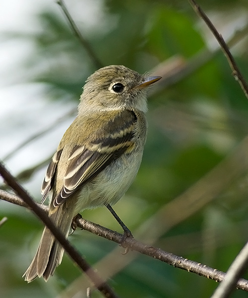 Least Flycatcher
