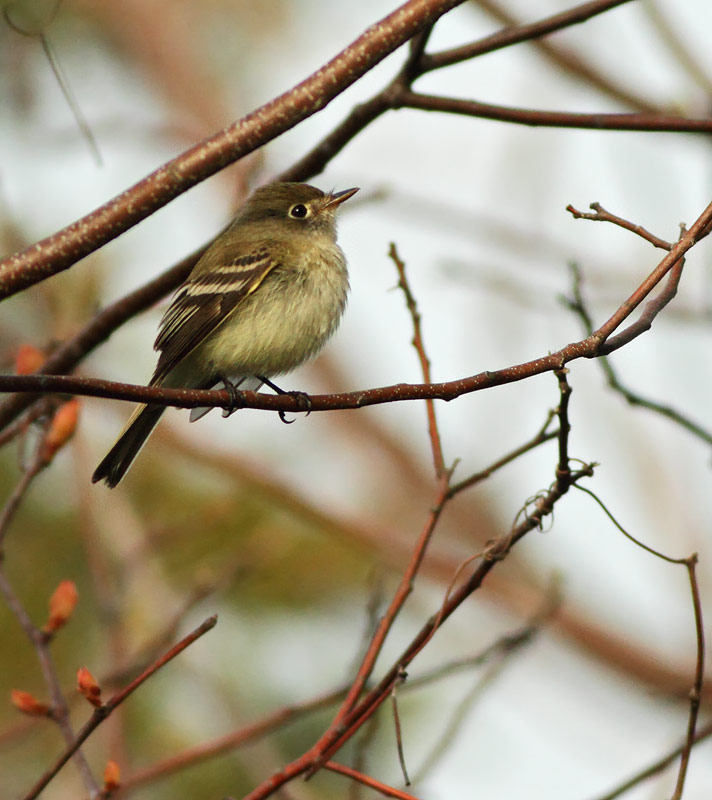 Least Flycatcher