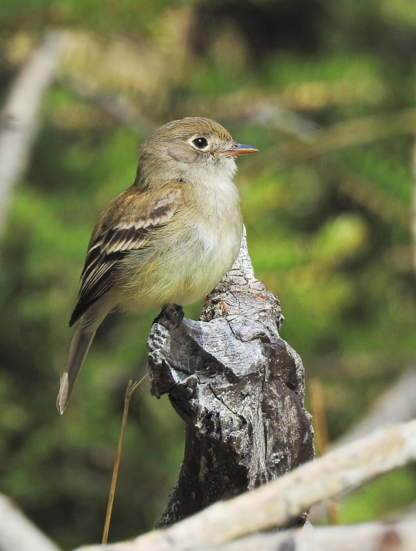 Least Flycatcher