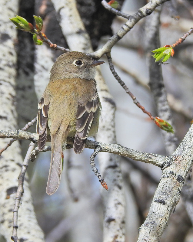 Least Flycatcher