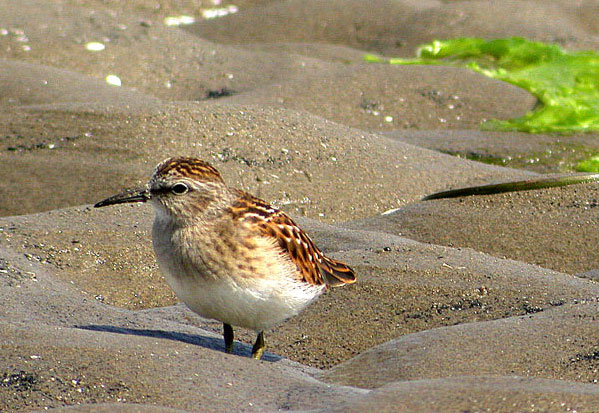 Least Sandpiper