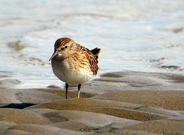 Least Sandpiper