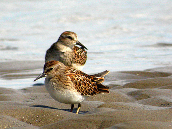 Least Sandpiper