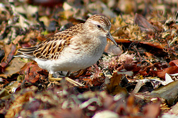 Least Sandpiper