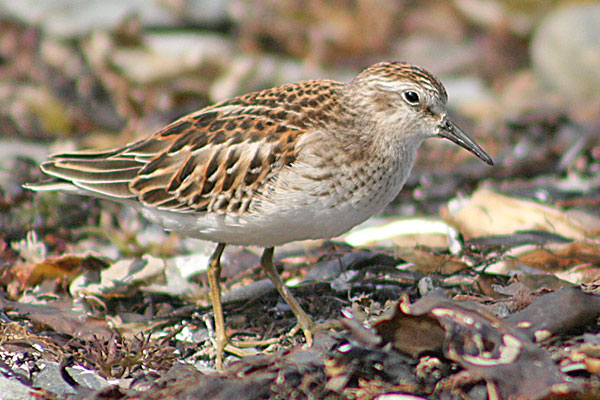 Least Sandpiper