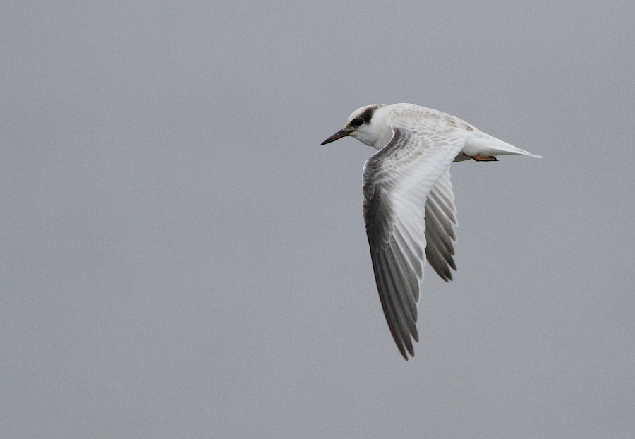 Least Tern