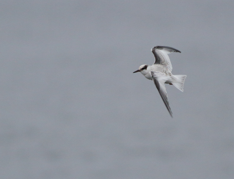 Least Tern