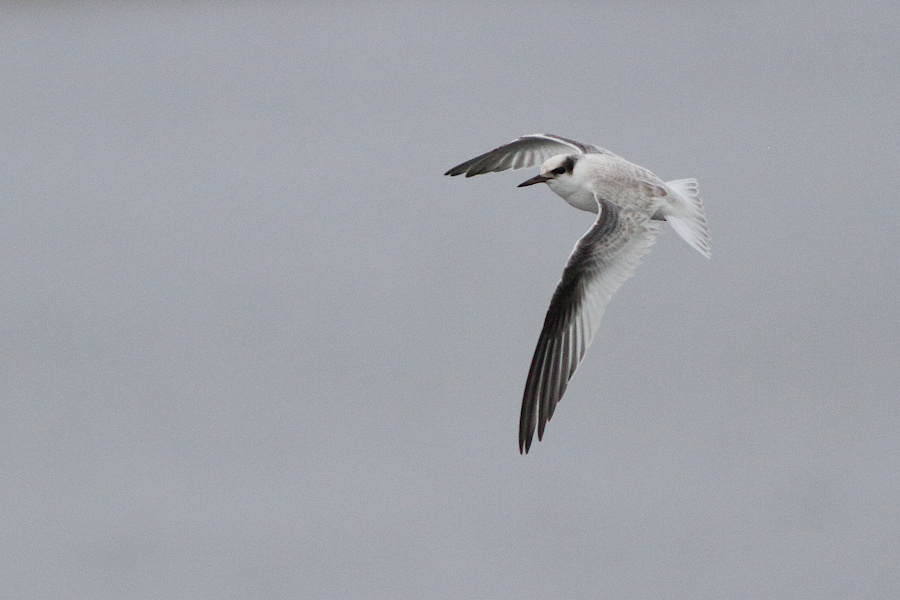 Least Tern
