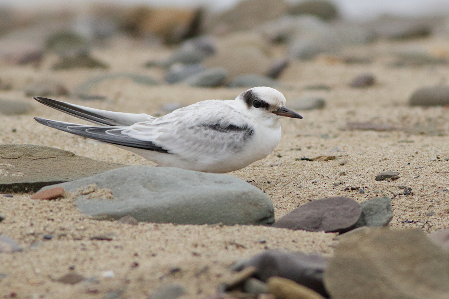 Least Tern
