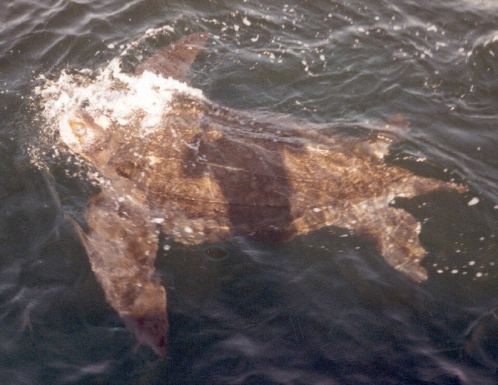 Leatherback Turtle