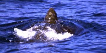 Leatherback Turtle