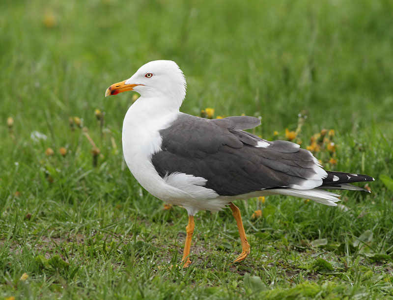 Lesser Black-backed Gull