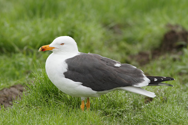 Lesser Black-backed Gull