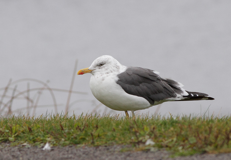 Lesser Black-backed Gull