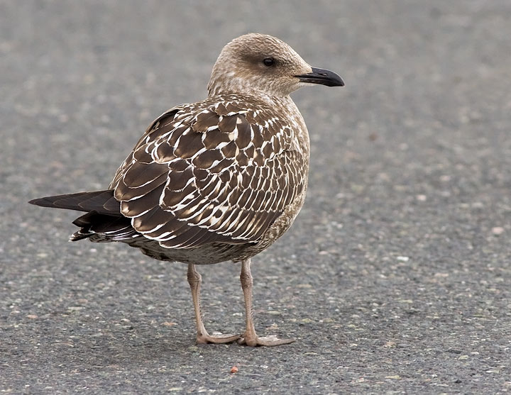 Lesser Black-backed Gull
