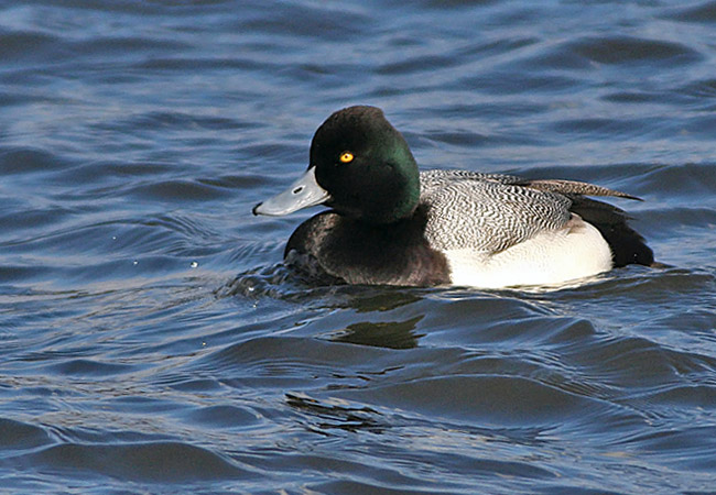 Lesser Scaup