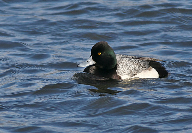 Lesser Scaup