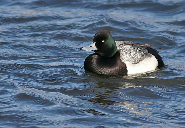 Lesser Scaup