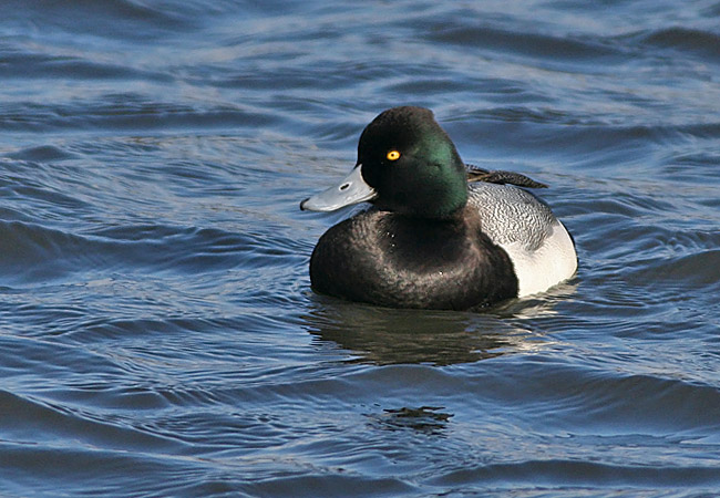 Lesser Scaup