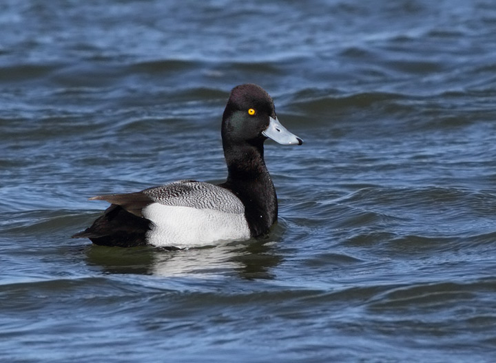 Lesser Scaup