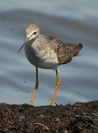 Lesser Yellowlegs