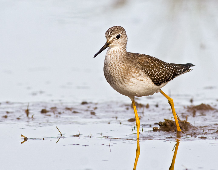 Lesser Yellowlegs