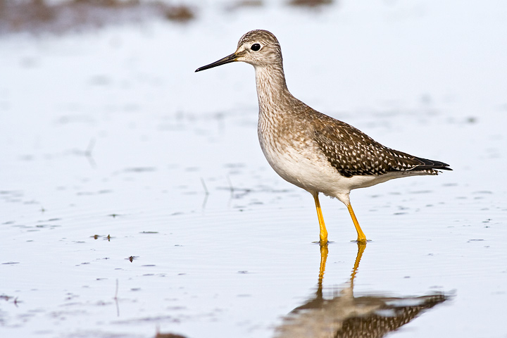 Lesser Yellowlegs
