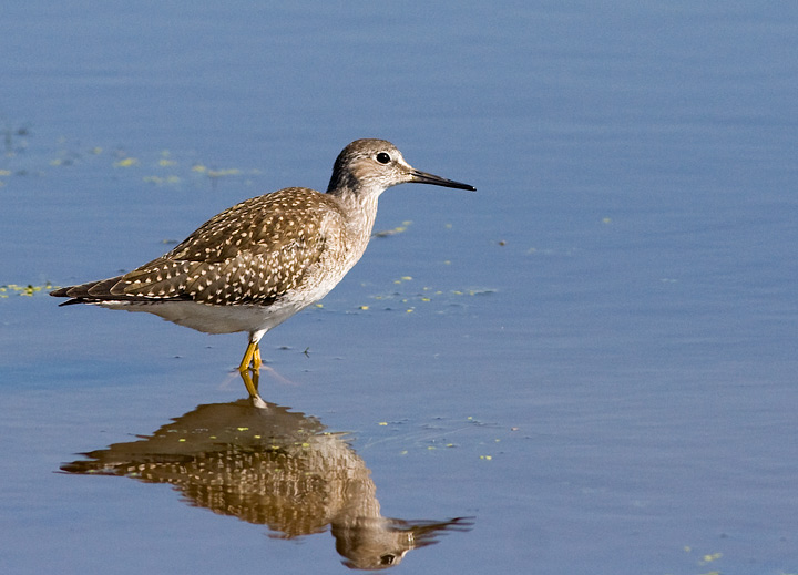 Lesser Yellowlegs
