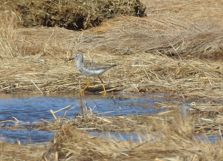 Lesser Yellowlegs