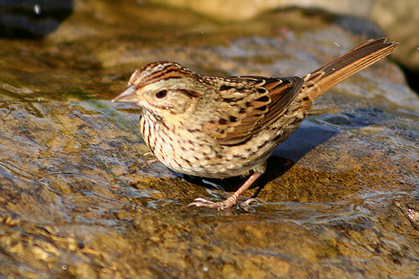 Lincoln's Sparrow