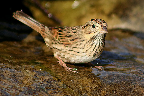 Lincoln's Sparrow