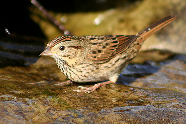 Lincoln's Sparrow