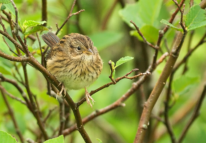 Lincoln's Sparrow