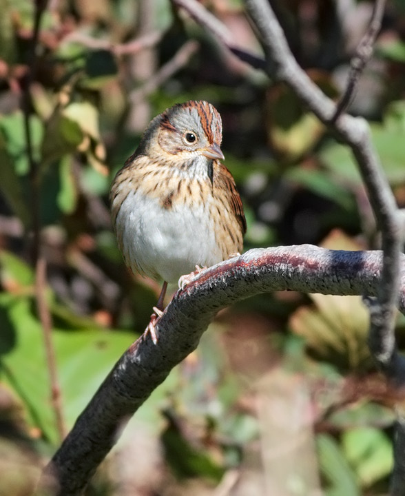 Lincoln's Sparrow