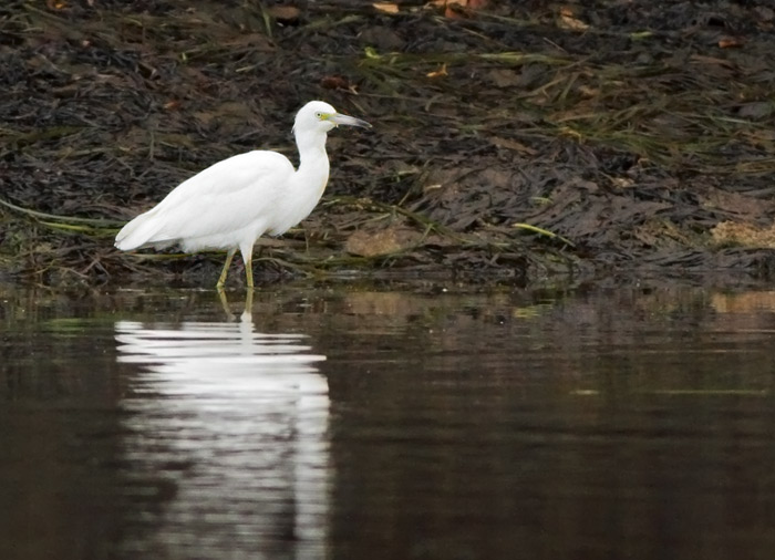 Little Blue Heron