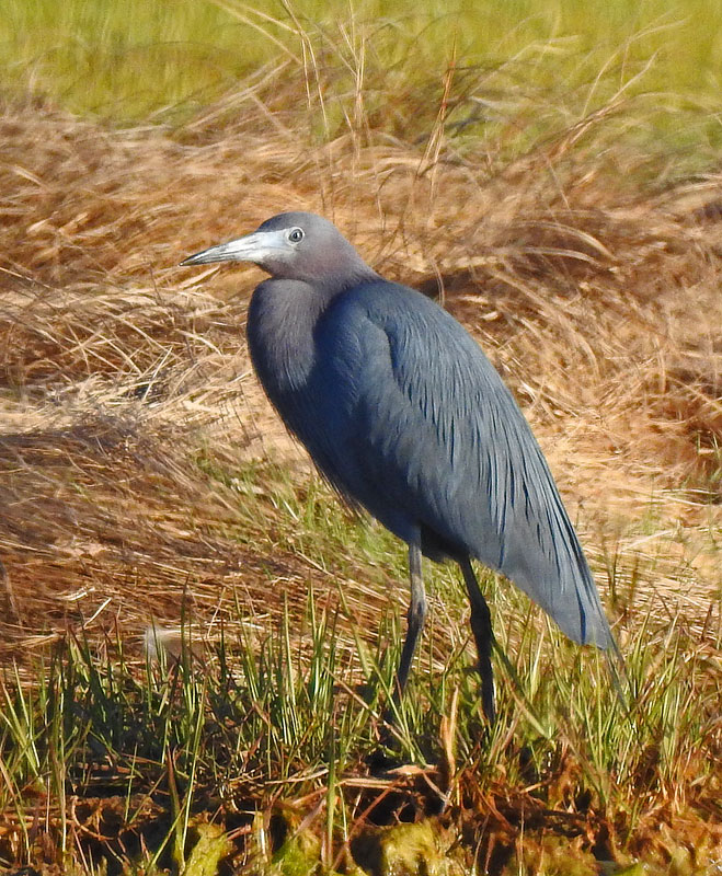 Little Blue Heron