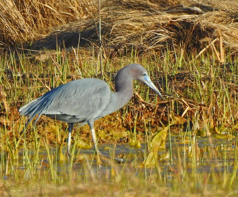 Little Blue Heron