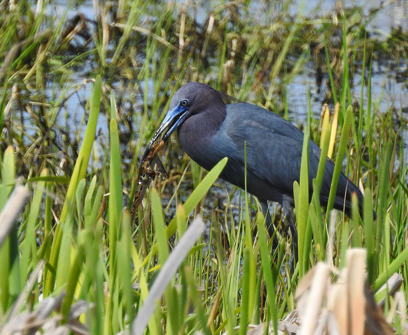 Little Blue Heron
