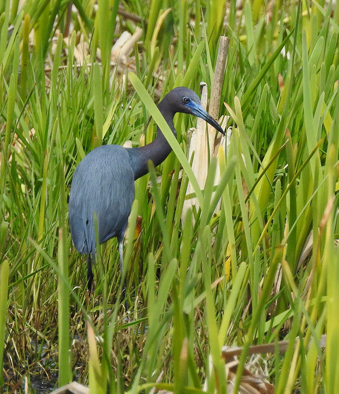 Little Blue Heron