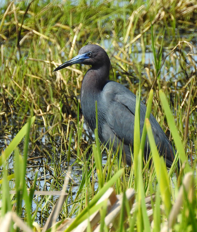 Little Blue Heron