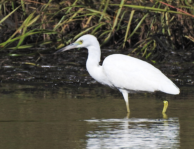 Little Blue Heron