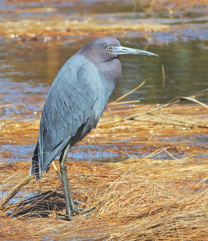 Little Blue Heron