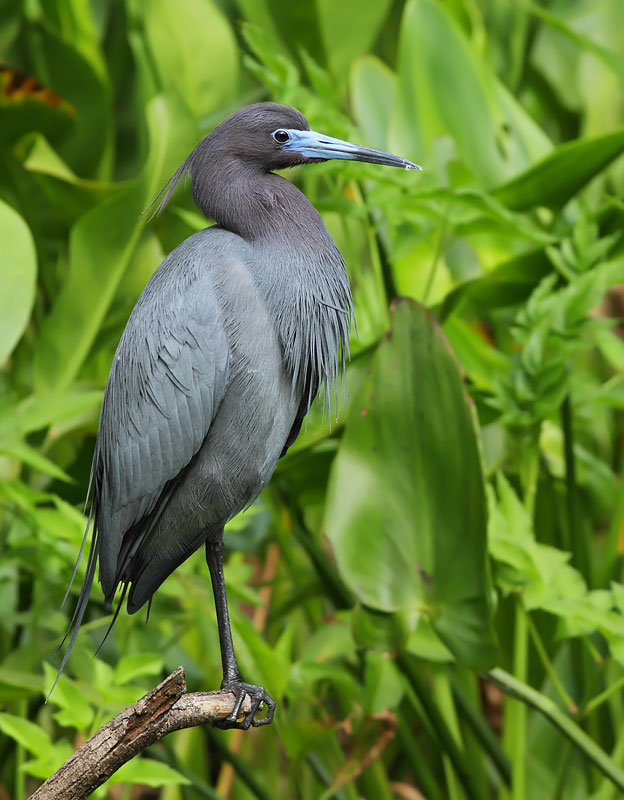 Little Blue Heron