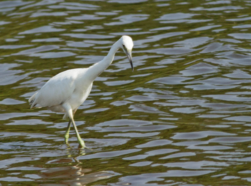Little Blue Heron