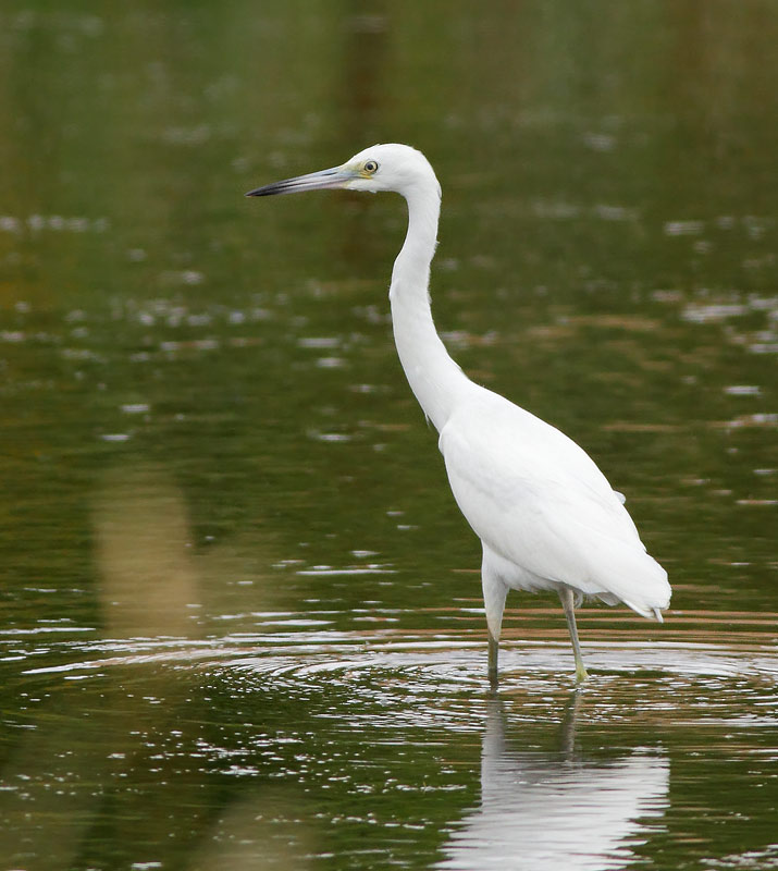 Little Blue Heron