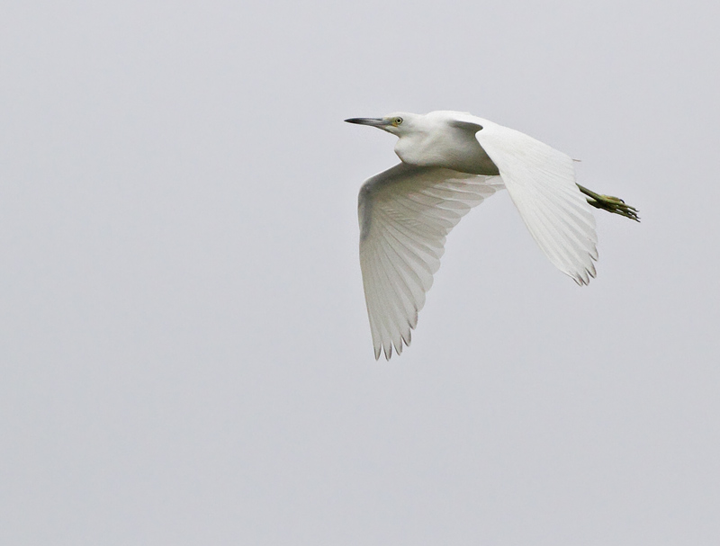 Little Blue Heron