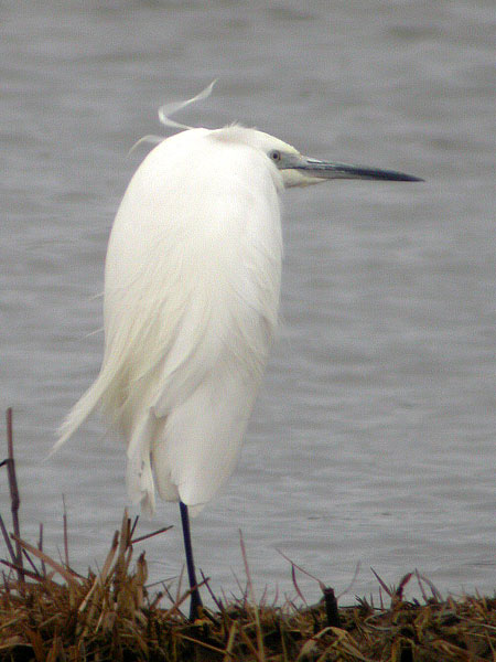 Little Egret