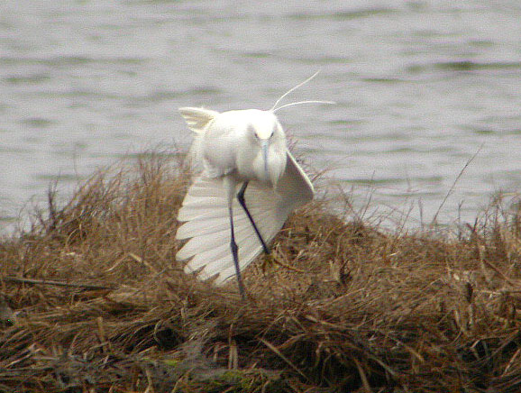 Little Egret
