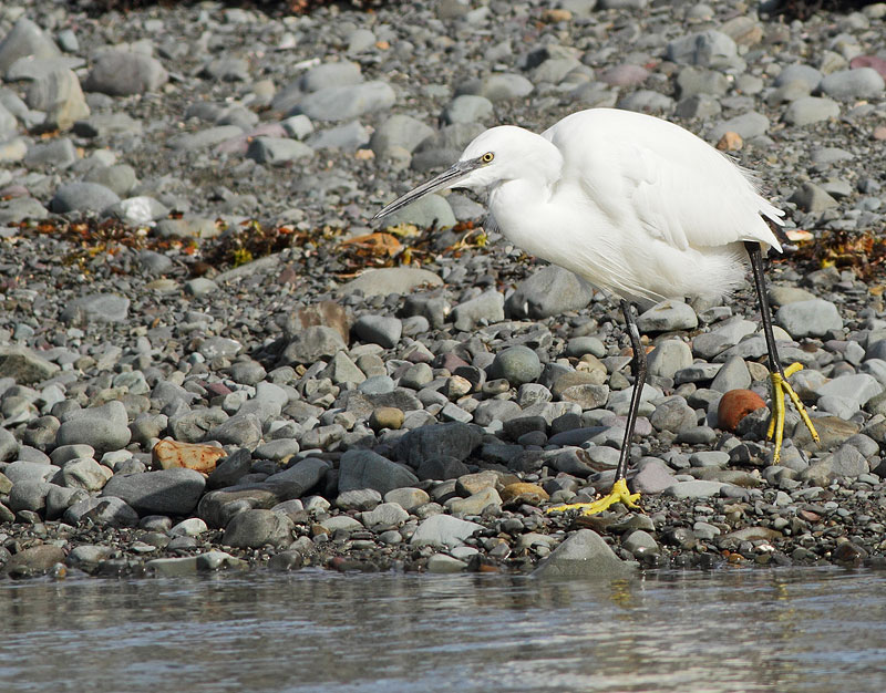 Little Egret