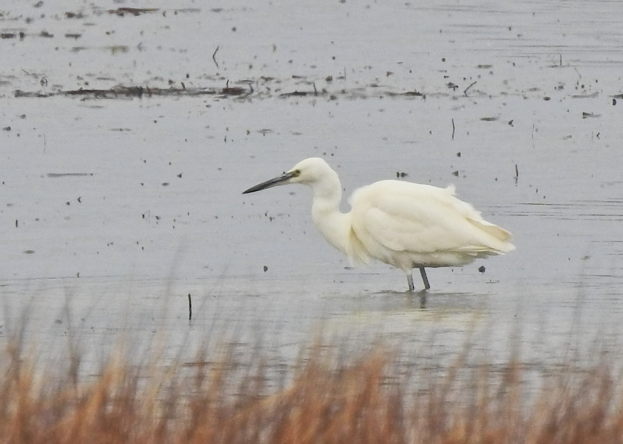 Little Egret